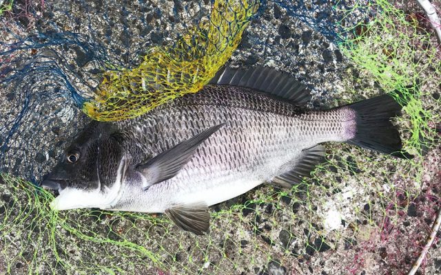 2018年の釣果